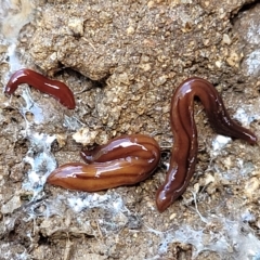 Anzoplana trilineata (A Flatworm) at Jindabyne, NSW - 27 Feb 2023 by trevorpreston