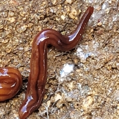 Anzoplana trilineata at Jindabyne, NSW - 27 Feb 2023 01:53 PM