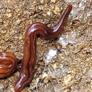 Anzoplana trilineata at Jindabyne, NSW - 27 Feb 2023