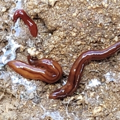 Anzoplana trilineata at Jindabyne, NSW - 27 Feb 2023 01:53 PM