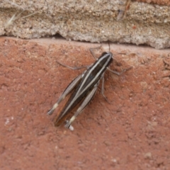 Macrotona australis (Common Macrotona Grasshopper) at Lyons, ACT - 23 Feb 2023 by ran452
