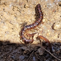 Paradoxosomatidae sp. (family) at Jindabyne, NSW - 27 Feb 2023