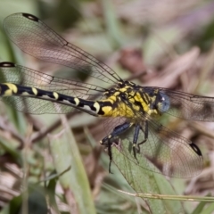 Austrogomphus cornutus (Unicorn Hunter) at Uriarra Recreation Reserve - 26 Feb 2023 by KorinneM