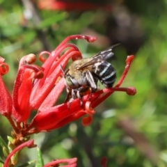 Amegilla (Zonamegilla) asserta (Blue Banded Bee) at Woonona, NSW - 24 Feb 2023 by LeighRoswen