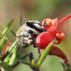 Amegilla (Zonamegilla) asserta at Woonona, NSW - 24 Feb 2023