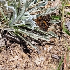 Vanessa kershawi at Jindabyne, NSW - 27 Feb 2023