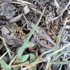 Phaulacridium vittatum (Wingless Grasshopper) at Jindabyne, NSW - 27 Feb 2023 by trevorpreston