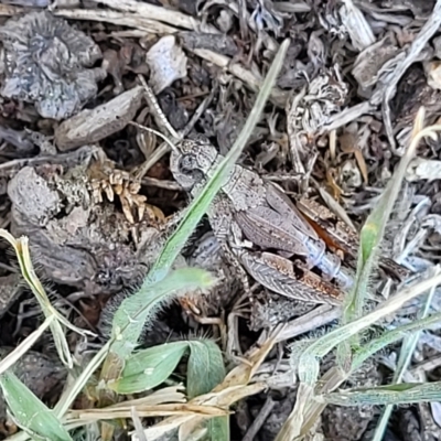 Phaulacridium vittatum (Wingless Grasshopper) at Jindabyne, NSW - 27 Feb 2023 by trevorpreston