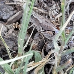 Phaulacridium vittatum at Jindabyne, NSW - 27 Feb 2023