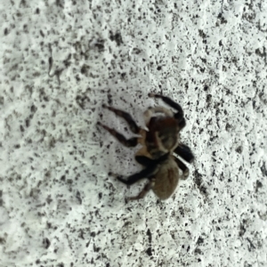 Maratus griseus at Canberra, ACT - 27 Feb 2023 01:51 PM