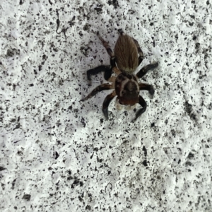 Maratus griseus at Canberra, ACT - 27 Feb 2023 01:51 PM