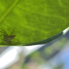 Oxyopes sp. (genus) (Lynx spider) at City Renewal Authority Area - 27 Feb 2023 by Hejor1