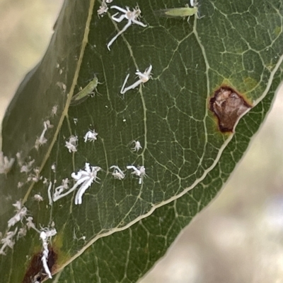 Protyora sterculiae (Kurrajong star psyllid) at Mount Ainslie - 24 Feb 2023 by Hejor1