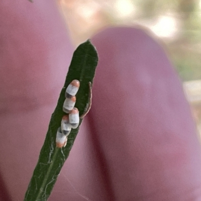 Monophlebulus sp. (genus) (Giant Snowball Mealybug) at Mount Ainslie - 24 Feb 2023 by Hejor1