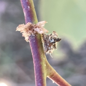 Myrmeleontidae (family) at Ainslie, ACT - 25 Feb 2023