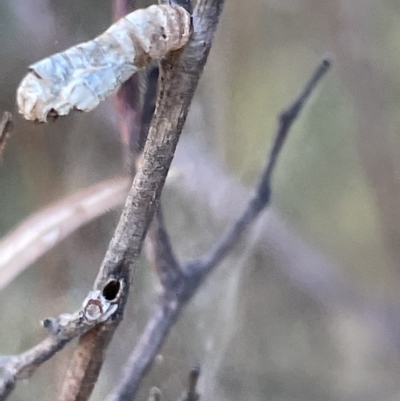 Hypertrophidae sp. (family) (Unidentified Twig Moth) at Mount Ainslie - 24 Feb 2023 by Hejor1