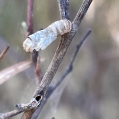 Hypertrophidae sp. (family) at Ainslie, ACT - 24 Feb 2023