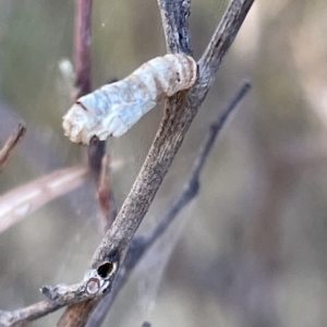 Hypertrophidae sp. (family) at Ainslie, ACT - 24 Feb 2023