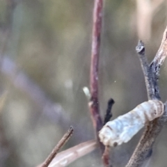 Hypertrophidae sp. (family) at Ainslie, ACT - 24 Feb 2023 05:43 PM