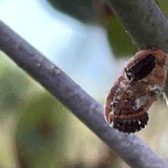 Coccinellidae (family) (Unidentified lady beetle) at Mount Ainslie - 24 Feb 2023 by Hejor1