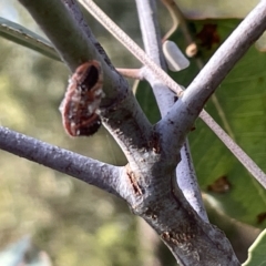 Coccinellidae (family) at Ainslie, ACT - 24 Feb 2023