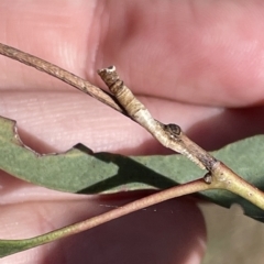 Aphrophorinae (subfamily) (Unidentified spittlebug) at Ainslie, ACT - 25 Feb 2023 by Hejor1