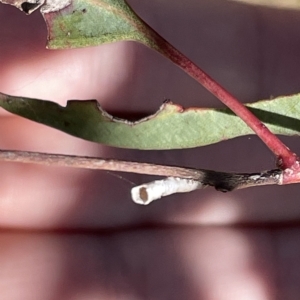 Aphrophorinae (subfamily) at Ainslie, ACT - 25 Feb 2023