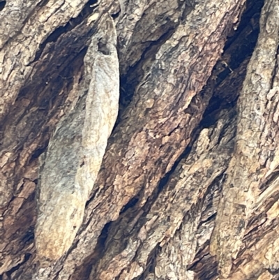 Chelepteryx chalepteryx (Chelepteryx chalepteryx) at Mount Ainslie - 25 Feb 2023 by Hejor1