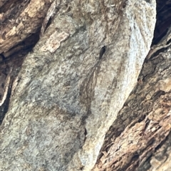 Chelepteryx chalepteryx at Mount Ainslie - 25 Feb 2023
