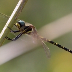 Synthemis eustalacta at Stromlo, ACT - 26 Feb 2023