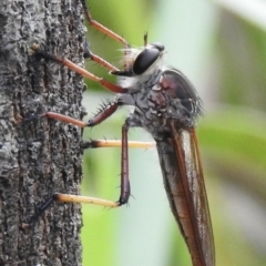 Colepia rufiventris (Robber fly) at Thirlmere, NSW - 14 Feb 2023 by GlossyGal