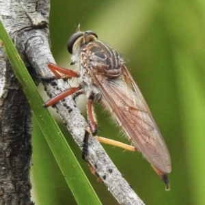 Colepia rufiventris at Thirlmere, NSW - 15 Feb 2023