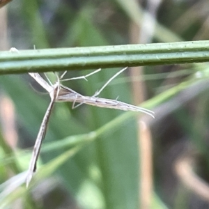 Stenoptilia zophodactylus at Ainslie, ACT - 26 Feb 2023