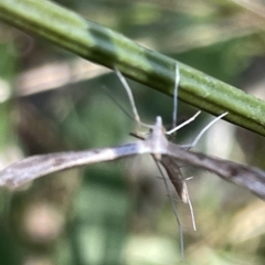 Stenoptilia zophodactylus at Ainslie, ACT - 26 Feb 2023