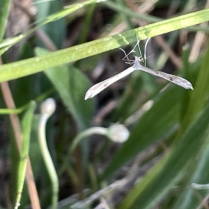 Stenoptilia zophodactylus at Ainslie, ACT - 26 Feb 2023