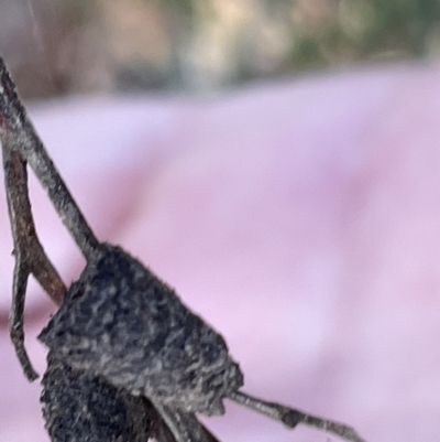 Lepidoptera unclassified IMMATURE moth at Mount Ainslie - 26 Feb 2023 by Hejor1