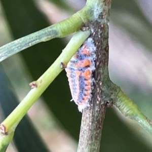 Monophlebulus sp. (genus) at Ainslie, ACT - 26 Feb 2023 05:21 PM