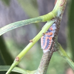 Monophlebulus sp. (genus) at Ainslie, ACT - 26 Feb 2023 05:21 PM