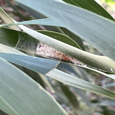 Lepidoptera unclassified IMMATURE moth at Ainslie, ACT - 26 Feb 2023 by Hejor1