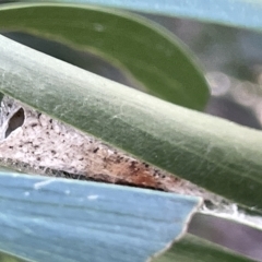 Lepidoptera unclassified IMMATURE at Ainslie, ACT - 26 Feb 2023 05:25 PM