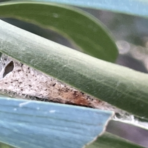 Lepidoptera unclassified IMMATURE at Ainslie, ACT - 26 Feb 2023 05:25 PM