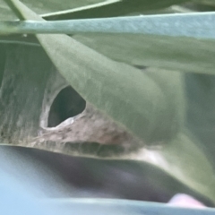 Lepidoptera unclassified IMMATURE at Ainslie, ACT - 26 Feb 2023 05:25 PM