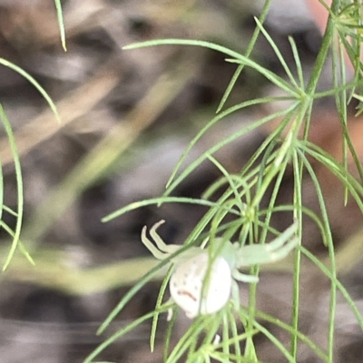 Lehtinelagia prasina (Leek-green flower spider) at Mount Ainslie - 26 Feb 2023 by Hejor1