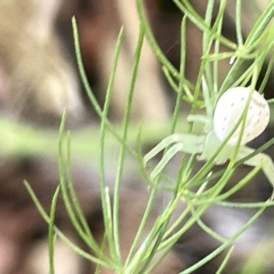 Lehtinelagia prasina at Ainslie, ACT - 26 Feb 2023