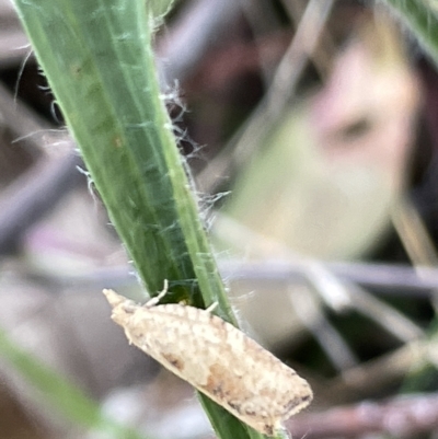 Merophyas divulsana (Lucerne Leafroller (Tortricinae, Archipini) at Ainslie, ACT - 26 Feb 2023 by Hejor1