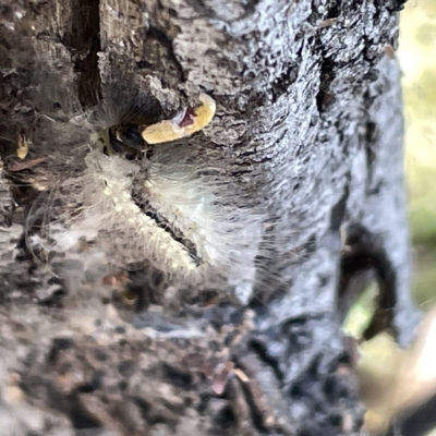 Unidentified Other moth at Ainslie, ACT - 26 Feb 2023 by Hejor1