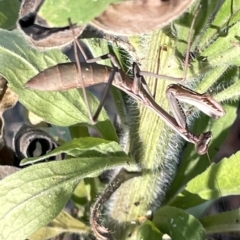 Unidentified Praying mantis (Mantodea) at Ainslie, ACT - 26 Feb 2023 by Hejor1