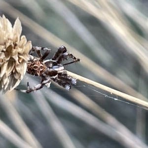 Backobourkia sp. (genus) at Ainslie, ACT - 26 Feb 2023