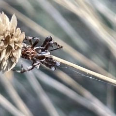 Backobourkia sp. (genus) (An orb weaver) at Ainslie, ACT - 26 Feb 2023 by Hejor1