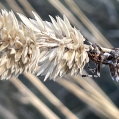 Backobourkia sp. (genus) at Ainslie, ACT - 26 Feb 2023